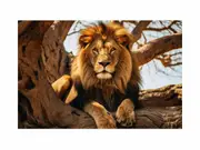 Lion Art Canvas Print