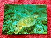 GREEN TURTLE GREAT BARRIER REEF QLD. COLOUR POSTCARD [197]