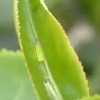 在飛比找樂天市場購物網優惠-頂級東方美人茶 - 手採 ( 白毛猴種 ) - 行家款 - 