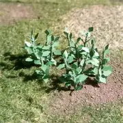 MP Scenery Products 70135 - HO Scale - Stinging Nettles - 5/8" Height, 14/pk