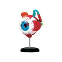 在飛比找博客來優惠-【4D MASTER】立體拼組模型人體解剖教學系列-眼球 6