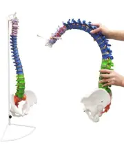 Life Size 34’ Flexible Human Spinal Cord Model, Hyoid Hernia Disk Nerve & Artery