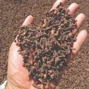 5000+ Whole Cloves Organic / Clavo, Nelke, Qurnafl, Ding xiang, clou de girofle