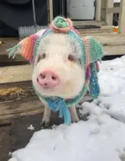 Pig Hat - as in Hat for your pig Piggie Piglet Mini Pig Custom Size and color