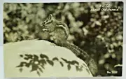 RPPC Nuts About California Chipmunk B&W Real Photo Postcard (A11)