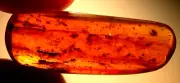 20 Insects with Spider in Burmite Amber Fossil Gemstone Dinosaur Age