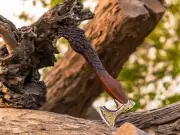 HandForged Medieval Norse/Viking Fenrir Axe, Viking Wolf Axe Carved Wolf Handle
