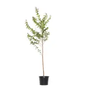 270mm Crepe Myrtle Zuni - Lagerstroemia indica x l.fauriei