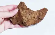 SHELL FOSSIL STONE BROWN RIVER SHELL FOSSILIZED ROCK A