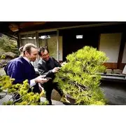 Save 5.86%! Hiroshima：Bonsai trimming tour (with photo data)