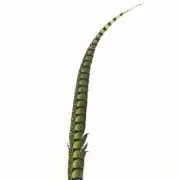 30" to 38" Lady Amherst Pheasant Side Tail Feather - Lime Green ((SECONDS))