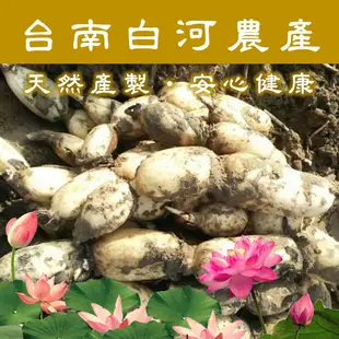 【 天然蓮藕粉（藜麥版）】台南白河 創新口味 健康滿分 口感豐富 營養加倍 (3.8折)