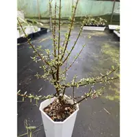 在飛比找蝦皮購物優惠-桃花延壽城Ceraria fruticulosa