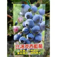 在飛比找蝦皮購物優惠-勿直接下標 比洛克西藍莓 Biloxi 大果藍莓 果實大豐產