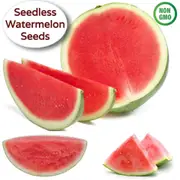 Watermelon - Seedless F1 seeds