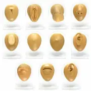 Complete 11 Piece Silicone Display Set- Tan Body Bits