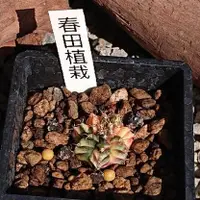 在飛比找蝦皮購物優惠-🌵春田植栽 緋牡丹錦 實生 Gymnocalycium mi