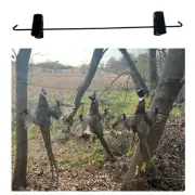 Wing Spreader (6 Pack) Fits in Your Hunting Vest Or Pants for Ducks Pheasant ...