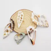 5pcs Bulk Natural Conch Sliced Shells For Crafts Seashells Nautical Decor 2-7 cm