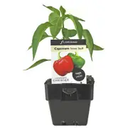 100mm Capsicum Sweet Stuff - Capsicum annuum