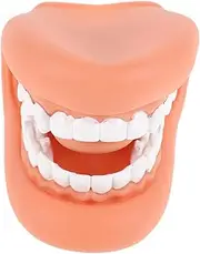VANZACK Human Teeth Model for Teaching Standard Teeth Model for Tooth Model for Brushing Education Schools and Kindergartens