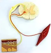 CHROX PVC Model Skeleton Model Anatomical Model Bow Reflex Human Nerve Model Organ Model Reflex Nerve Conduction Model Human Organ