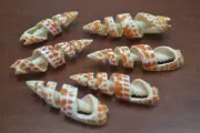 6 PCS ASSORT ORANGE MITRA MACULATA SPIRAL CUT SEA SHELL BEACH #7100