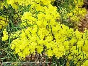 10+ Native Brisbane Wattle Seeds for Home Gardening and Planting Seeds