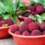 Bayberry Fragrance Oil Candle/Soap Making Supplies **Free Shipping **