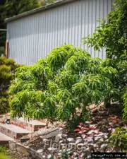 Buy Dwarf Nectarine Trixzie&reg; Nectazee Tree - Prunus persica