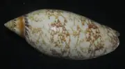 86 mm LARGE Amoria Damonii Volute Seashell GREAT PATTERN Combine Ship #A2