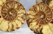 Large Ammonite Pair nice Crystal Cavity 110myo Fossil 204mm XXXLG 8.2" 4346cc