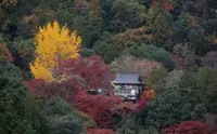 在飛比找KLOOK 客路優惠-京都嵐山竹林小徑（含正宗禪宗體驗）