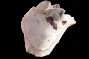 Sea shell - Bivalvia- 106mm