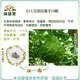 【綠藝家】G13.花匏瓜種子10顆