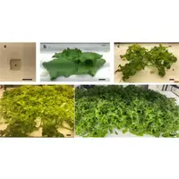 在飛比找蝦皮購物優惠-客製化服務:植物 養液 植物營養液 水耕 水培 水耕栽培 水