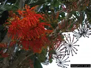 Buy Firewheel Trees - Native to QLD and NSW (Stenocarpus sinuatus)