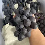 【柒的鮮果】南投信義溫室牛奶葡萄 溫室葡萄 巨峰葡萄 牛奶葡萄 台灣本土水果