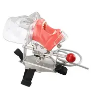 Head Model Dental Manikin Phantom Dental Training Simulator Medical Model-USA