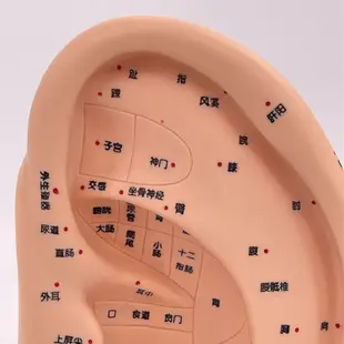 Love* 耳針模型穴位模型醫用人耳按摩針灸模型