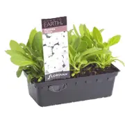 Punnet Petunia White - Petunia hybrida