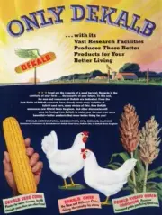 1956 Dekalb Seed Corn, Sorghum, & Chix New Metal Sign: 12X16- Ships Free