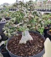 Bonsai tree || DHA Medusa || Adenium || free phytosanitary