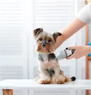 Paw Perfect Rechargeable and or Corded Pet Fur Trimmer