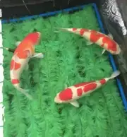 39" Koi Fish Spawn Fry Catch Net Box Rope Brush Mop For Pond Aquarium