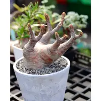 在飛比找蝦皮購物優惠-極美型態穩根/原產魔界玉/pachypodium makay