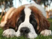 5D DIY Diamond Painting Kits for Adults St. Bernard Dog Diamond Art Full Dril...