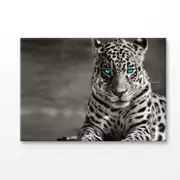 B&W Tiger With Blue Eyes Print 100% Australian Made 75x50cm (Stretched Canvas)