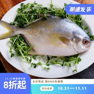 澎湖純淨海水養殖金鯧魚 自產自銷【逸家人水產】