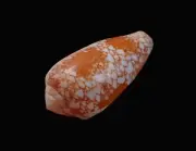 Sea shells- Conus omaria- 44mm